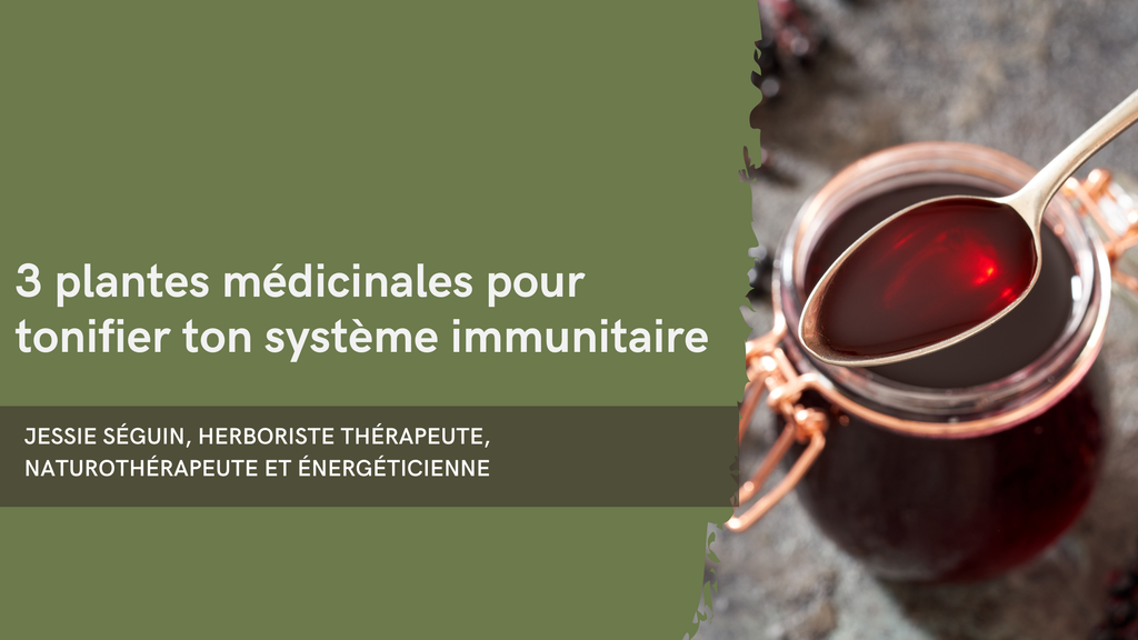 3 plantes médicinales pour tonifier ton système immunitaire